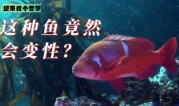 鱼变在线观看,探寻神秘生物的奇幻之旅