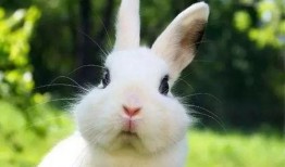 台湾网红小兔子吃瓜,揭秘网红美食背后的故事