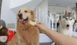 狗子与我免费吃瓜,共享免费瓜果的欢乐时光