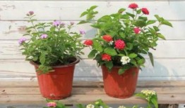 洪雅碧桂园爆料视频最新,揭秘项目背后的真相与争议