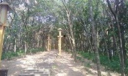 信阳震雷山最新爆料,揭秘神秘古墓群背后的历史之谜