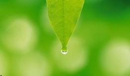 绿叶在线观看,探索自然之美，感受生命奇迹