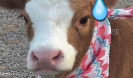 抖音娱乐吃瓜酱的配音,揭秘娱乐圈幕后故事