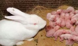 台湾网红小兔子吃瓜,揭秘网红美食背后的故事