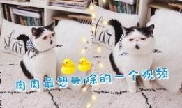 加菲最新爆料视频在线观看,精彩瞬间不容错过！