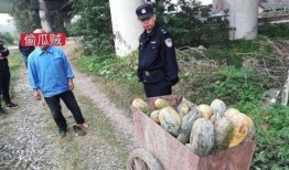 成县网红吃瓜事件始末,一场网络舆论的风暴与反思