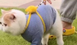 加菲最新爆料视频在线观看,精彩瞬间不容错过！