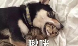 爆料二哈视频下载百度云