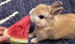 台湾网红小兔子吃瓜,揭秘网红美食背后的故事