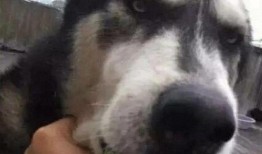 狗子与我免费吃瓜,共享免费瓜果的欢乐时光