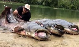 娱乐圈爆料鲶鱼是谁啊,揭秘“鲶鱼”身份之谜