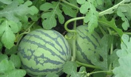 吃瓜wx渠道免费吃瓜,吃瓜达人专属福利！