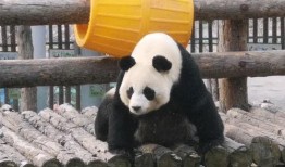 妙妙吃瓜全集免费观看,揭秘娱乐圈幕后真相，免费观看大揭秘