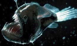 鱼变在线观看,探寻神秘生物的奇幻之旅