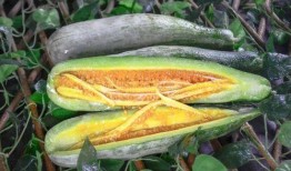 安阳网红吃瓜,揭秘网络红人的幕后故事