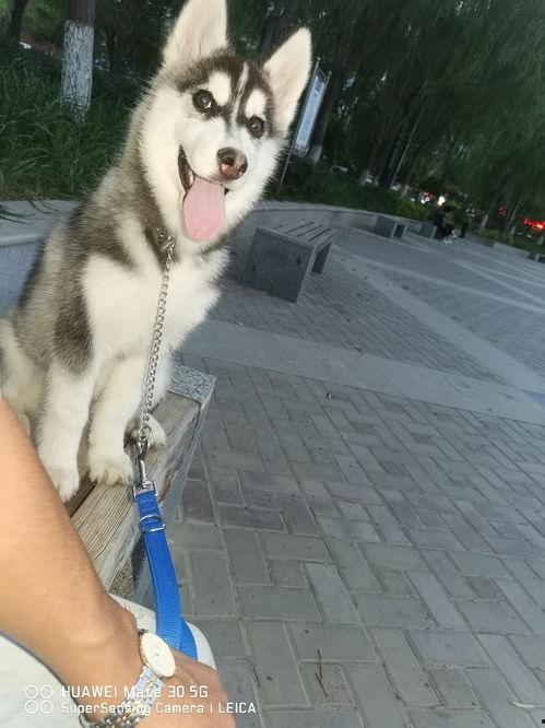 二哈吃瓜娱乐圈小说