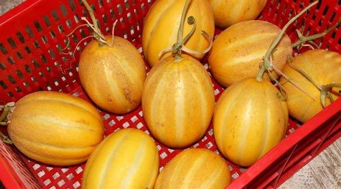 娱乐吃瓜甜,揭秘明星们的甜蜜生活